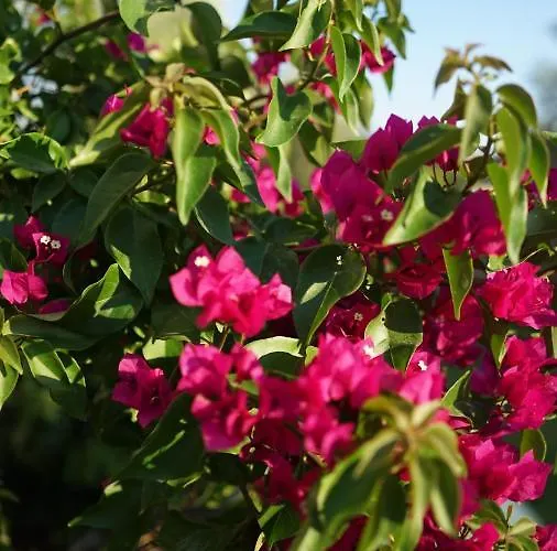 ホテル Karyada Çeşme